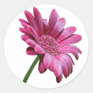 Sticker Gerbera Daisy