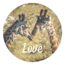 Sticker Giraffs in Love