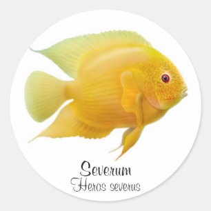 Sticker Gold Severum Cichlid