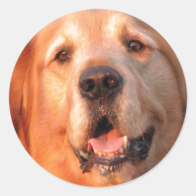Sticker Golden Retriever (Devant)
