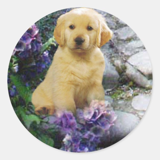 Sticker Golden Retriever Hydrangia (Devant)