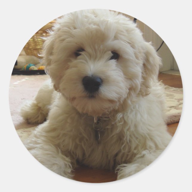 Sticker Goldendoodle (Devant)