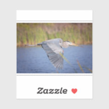 Grand Héron bleu en vol