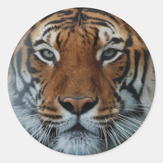 Sticker Grand Tiger (Devant)