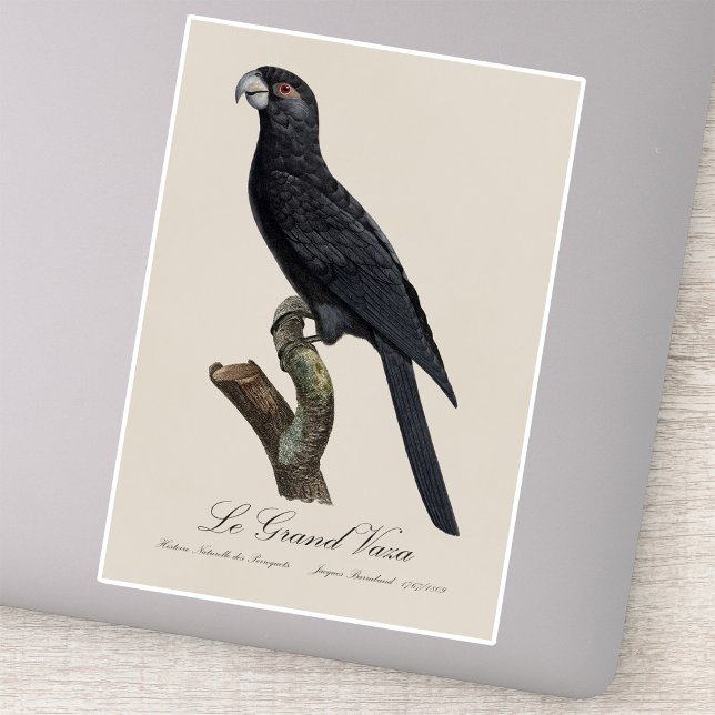 Sticker Grand Vasa, Coracopsis Vasa Illustration (Greater Vasa Parrot, Coracopsis Vasa Illustration. Sticker)