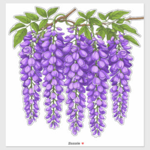 Sticker Grappes de glycine violette en fleurs