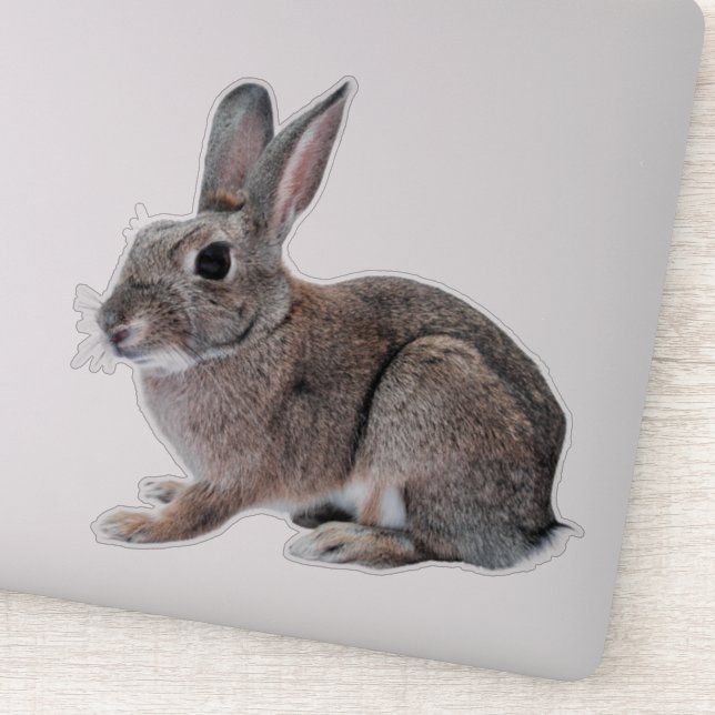 Sticker Gray Cottontail Rabbit Pet Bunny  (Détail)