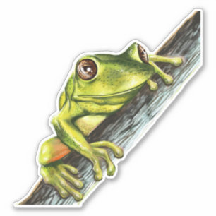 Sticker Grenouille d'arbre verte sur une branche avec du