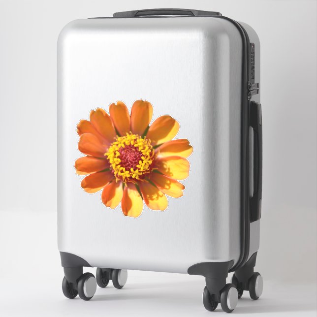 Sticker Gros plan de la fleur de zinnia orange (Sur valise)