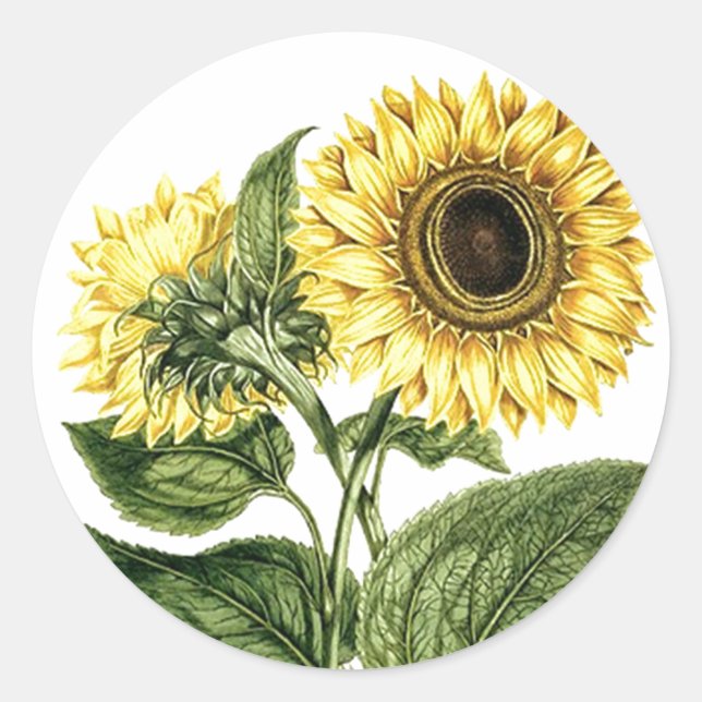 Sticker Heirloom Tournesol Fleur botanique florale (Devant)
