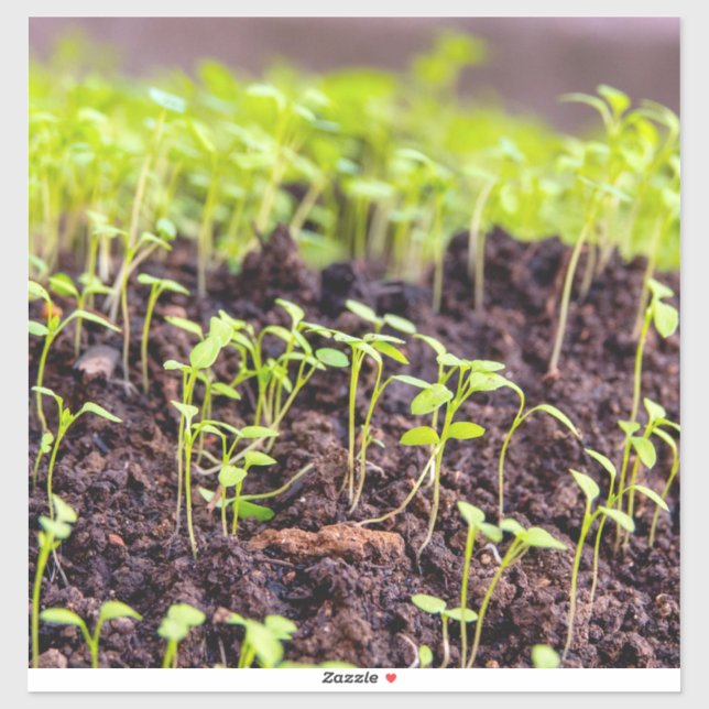 Sticker Herbe à germes (Feuille)