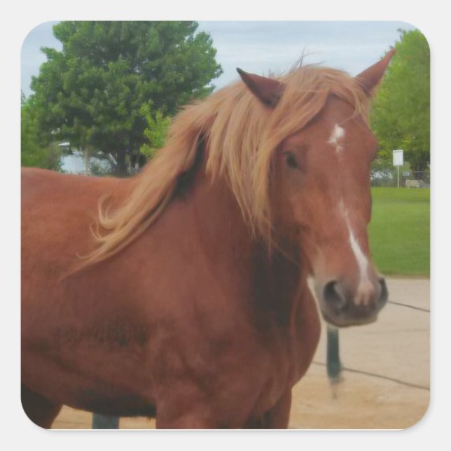 Sticker Horse Country Western Equine Note (Devant)