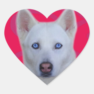 Sticker Husky Sibérien Blanc (arrière - plan Rose)