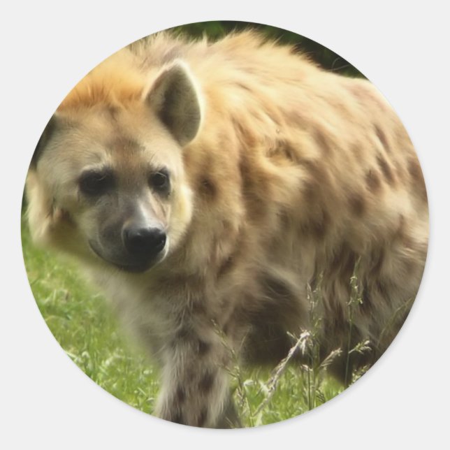 Sticker Hyena (Devant)