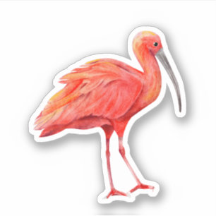 Sticker Ibis Écarlate Oiseau Tropical Nature Faune