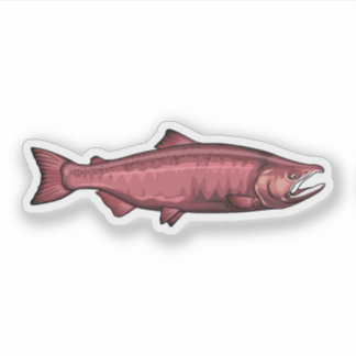 Sticker Illustration de la phase de frai du Saumon Chinook