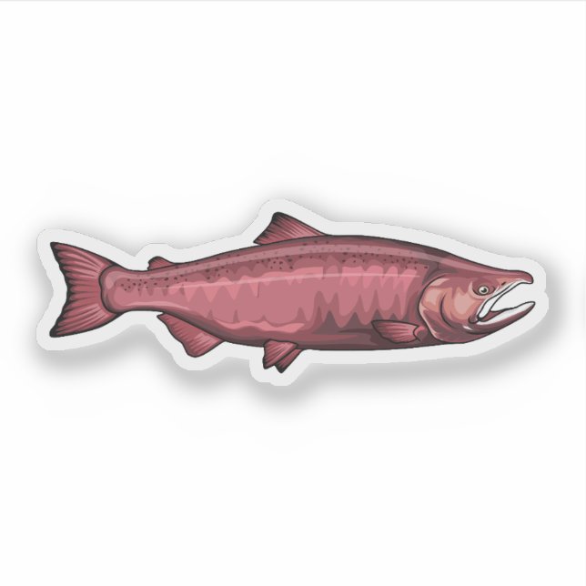 Sticker Illustration de la phase de frai du Saumon Chinook (Devant)