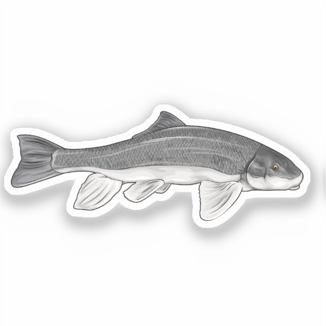 Sticker Illustration du vecteur de poisson Sucker de juin (Recto)