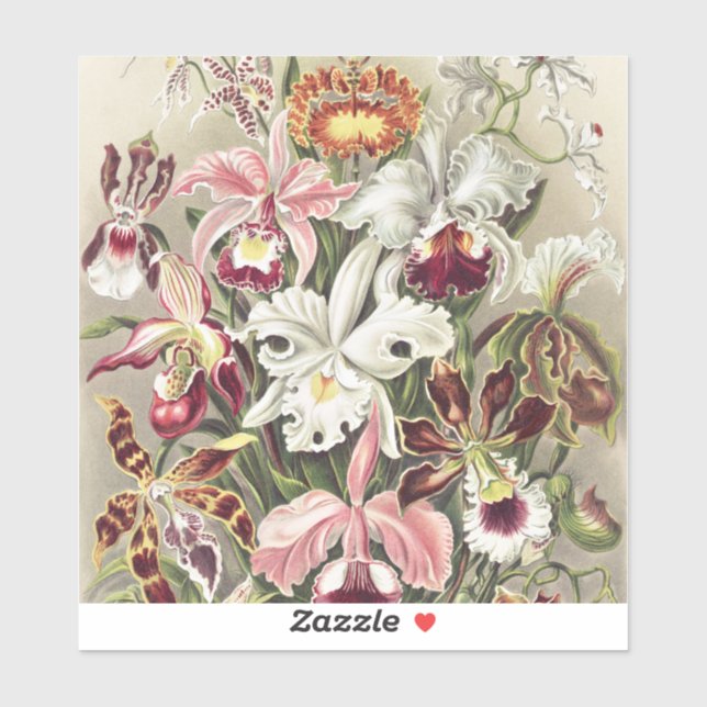 Sticker Impression botanique vintage d'orchidée par Ernst  (Feuille)