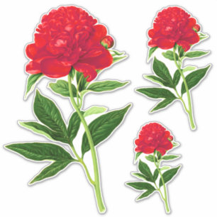 Sticker Impression Botanique vintage, Peine Rouge Profonde