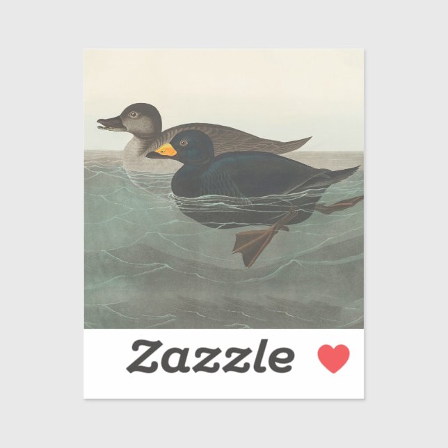 Sticker Impression de Macreuse noire d'Audubon : Canard cô (Feuille)