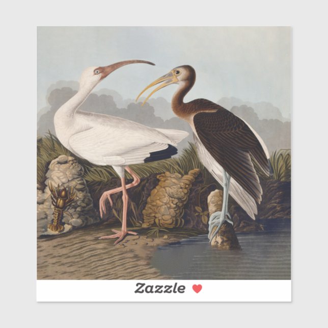 Sticker Impression d'oiseau Ibis blanc de John James Audub (Feuille)