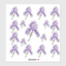 Iris à poils violets dans des tailles assorties