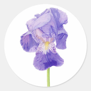 Sticker Iris Violet