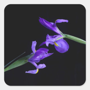 Sticker Irises Violet