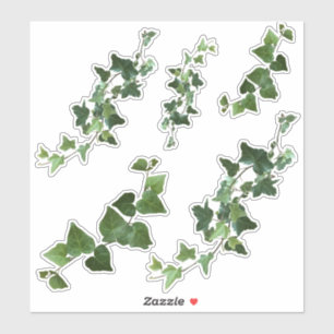 Sticker Ivy Variegated and English Ivy Vines et Feuille