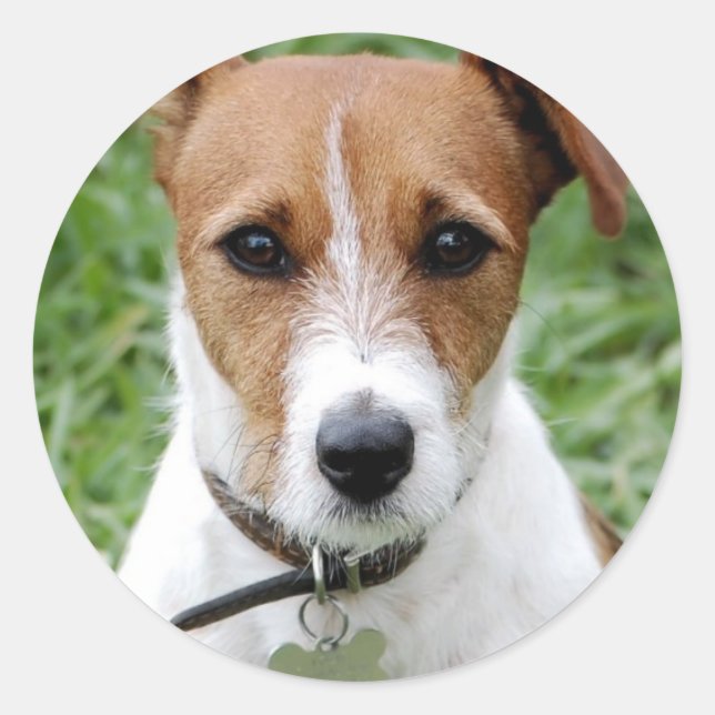 Sticker Jack Russell Terrier (Devant)
