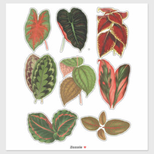 Sticker Jardin Plante feuille illustrations d'art botaniqu