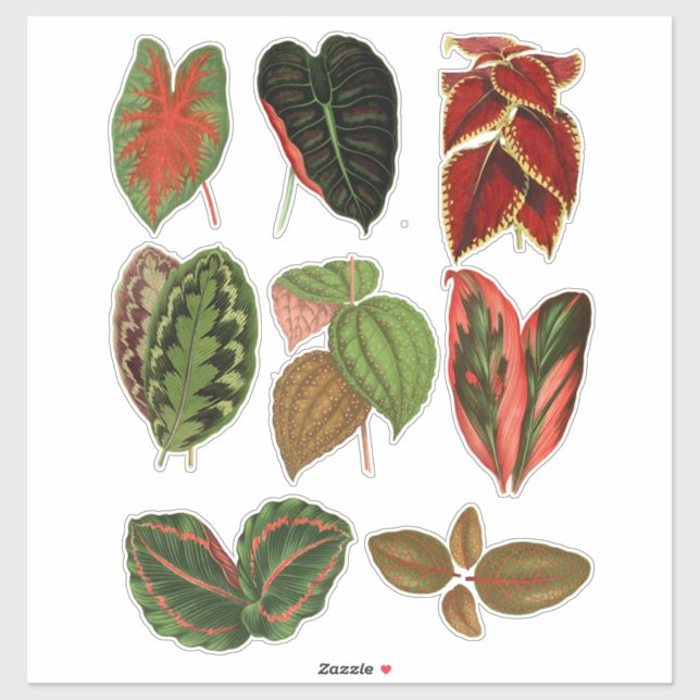 Sticker Jardin Plante feuille illustrations d'art botaniqu (Feuille)
