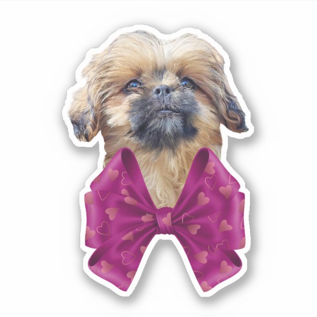 Sticker Joli chiot Nala Shih Tzu  (Devant)