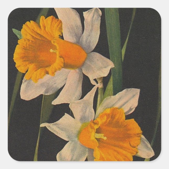 Sticker Jonquil Fleurs de nuit Daffodils Jardinage (Devant)