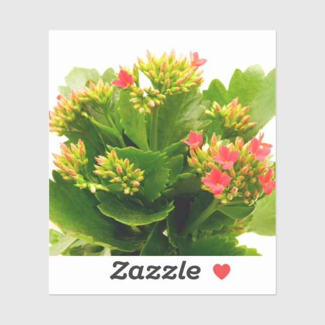Sticker Kalanchoe blossfeldiana