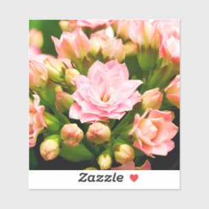 Sticker Kalanchoe calandiva