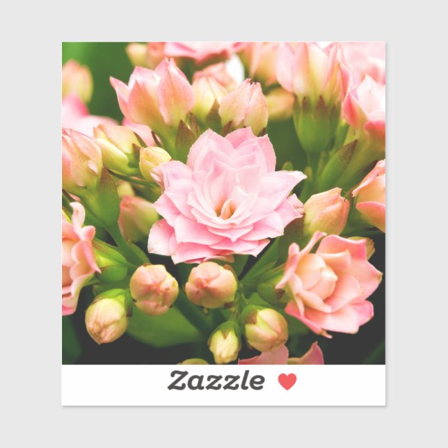 Sticker Kalanchoe calandiva (Feuille)