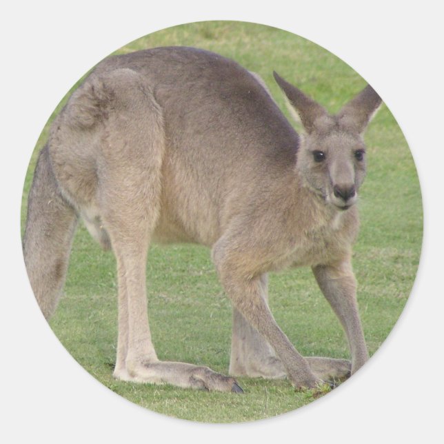 Sticker Kangaroo (Devant)