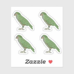 Sticker Kea New Zealand Bird