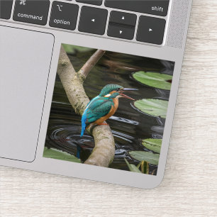 Sticker Kingfisher Bird