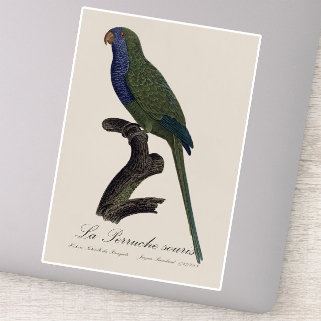 Sticker La Perruche souris / Monk Parakeet (Monk Parakeet or Monk Parrot, Myiopsitta Monachus. Sticker)