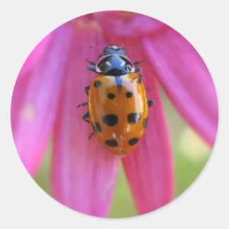 Sticker Ladybug