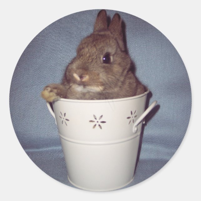 Sticker lapin Bunny (Devant)