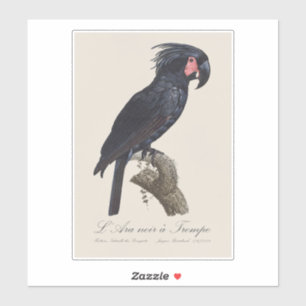 Sticker L'Ara Noir a Trompe / Palm Cockatoo