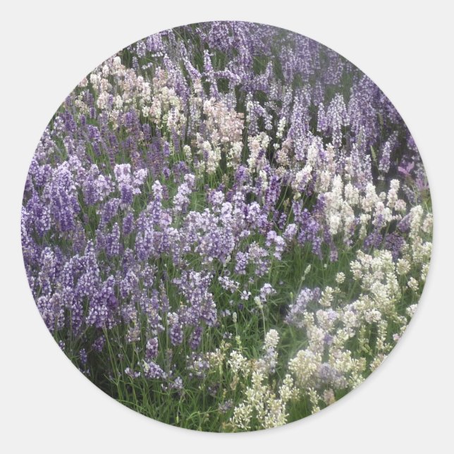 Sticker Lavender Fields (Devant)