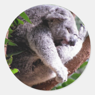 Sticker Lazy Koala