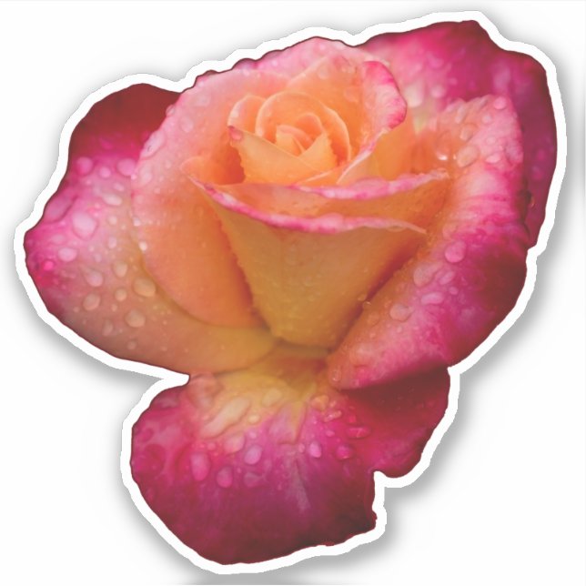 Sticker Les gouttes de pluie sur le Rose (Devant)