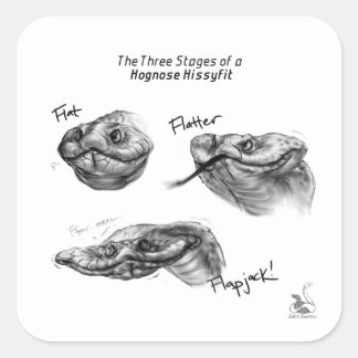Sticker "Les trois étapes d'un Hognose Hissyfit"