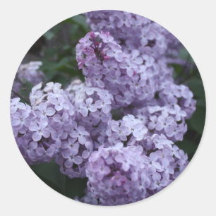 Sticker Lilac Flowers